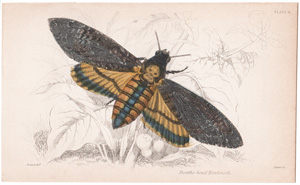 Plate 9 Deaths-head Hawkmoth